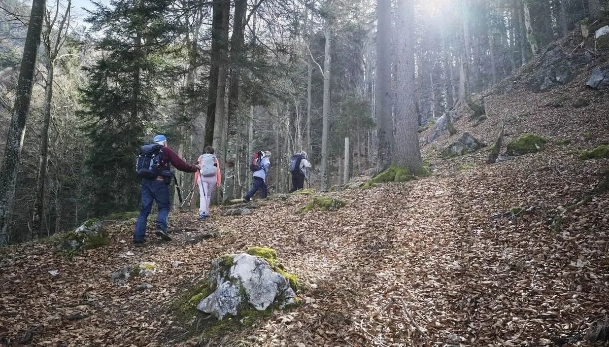 Fünf Wandernde steigen durch einen lichten Waldhang mit Laub und Moosfelsen, während Sonnenlicht durch die kahlen Bäume fällt. | © DAV Markt Schwaben/Erwin Matzinger