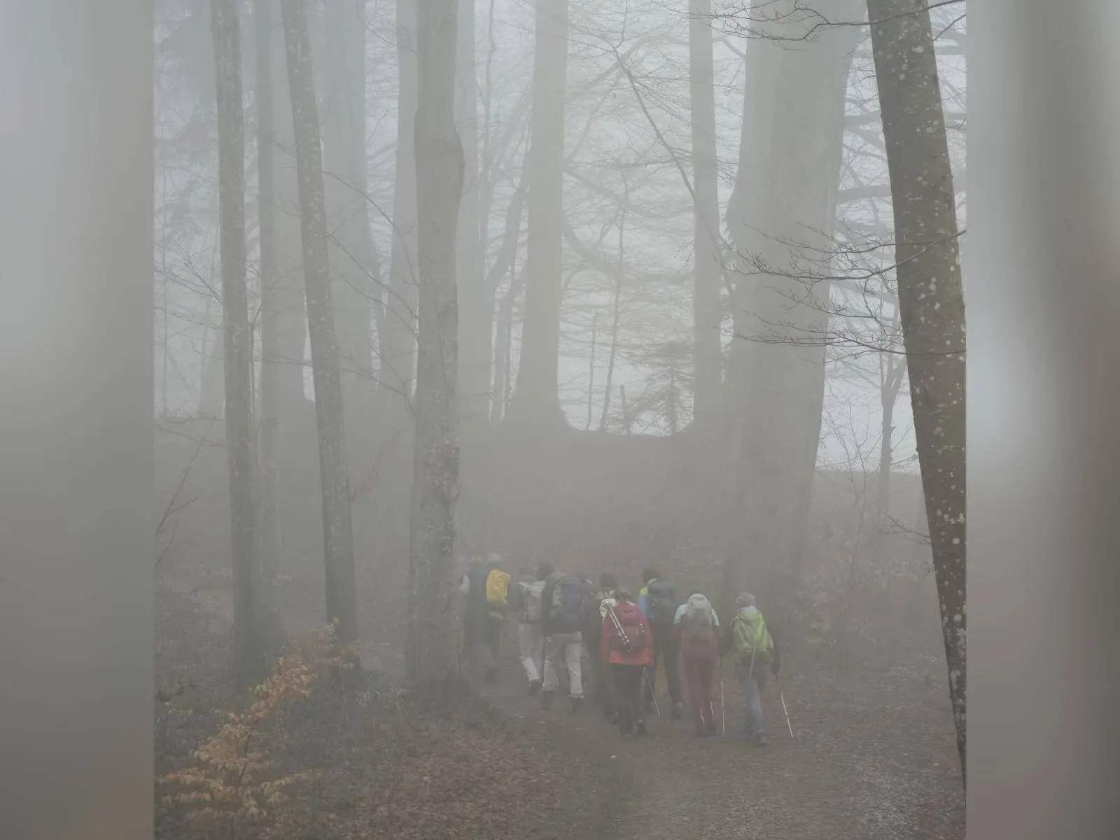 Eine Gruppe Wandernder mit Rucksäcken geht auf einem Waldweg durch dichten Nebel zwischen kahlen Laubbäumen bergauf. | © DAV Markt Schwaben/Erwin Matzinger