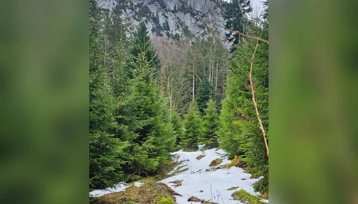 Ein schmaler Waldweg führt durch junge Fichten, zwischen Schneeresten, im Hintergrund ragen helle Kalkfelsen auf. | © DAV Markt Schwaben/Lutz Gründel