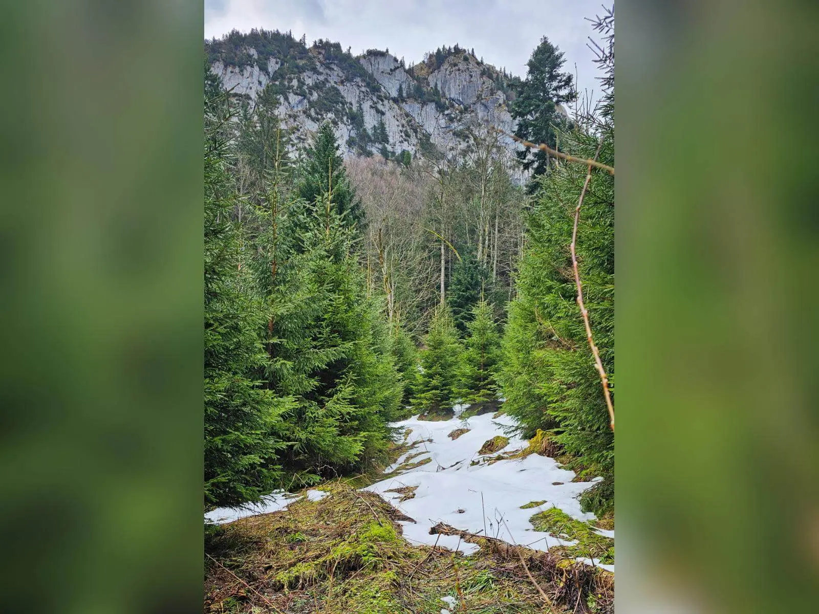 Ein schmaler Waldweg führt durch junge Fichten, zwischen Schneeresten, im Hintergrund ragen helle Kalkfelsen auf. | © DAV Markt Schwaben/Lutz Gründel