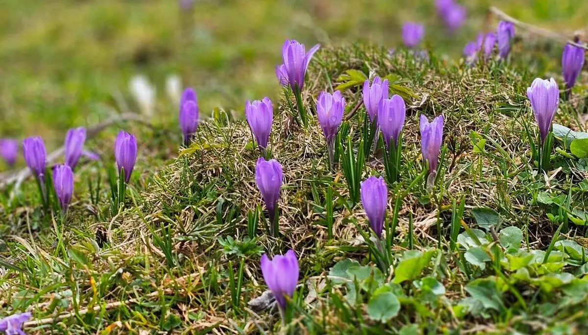 Mehrere violette Krokusse blühen auf einer Bergwiese zwischen Gras und Moos, vereinzelt sind geschlossene Knospen zu sehen. | © DAV Markt Schwaben/Lutz Gründel