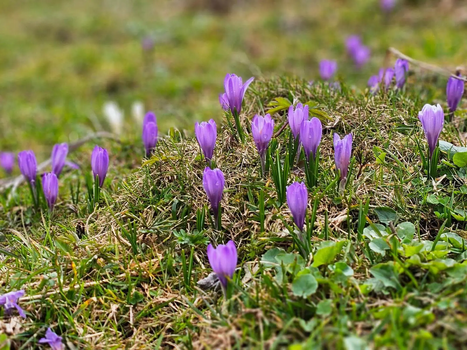 Mehrere violette Krokusse blühen auf einer Bergwiese zwischen Gras und Moos, vereinzelt sind geschlossene Knospen zu sehen. | © DAV Markt Schwaben/Lutz Gründel