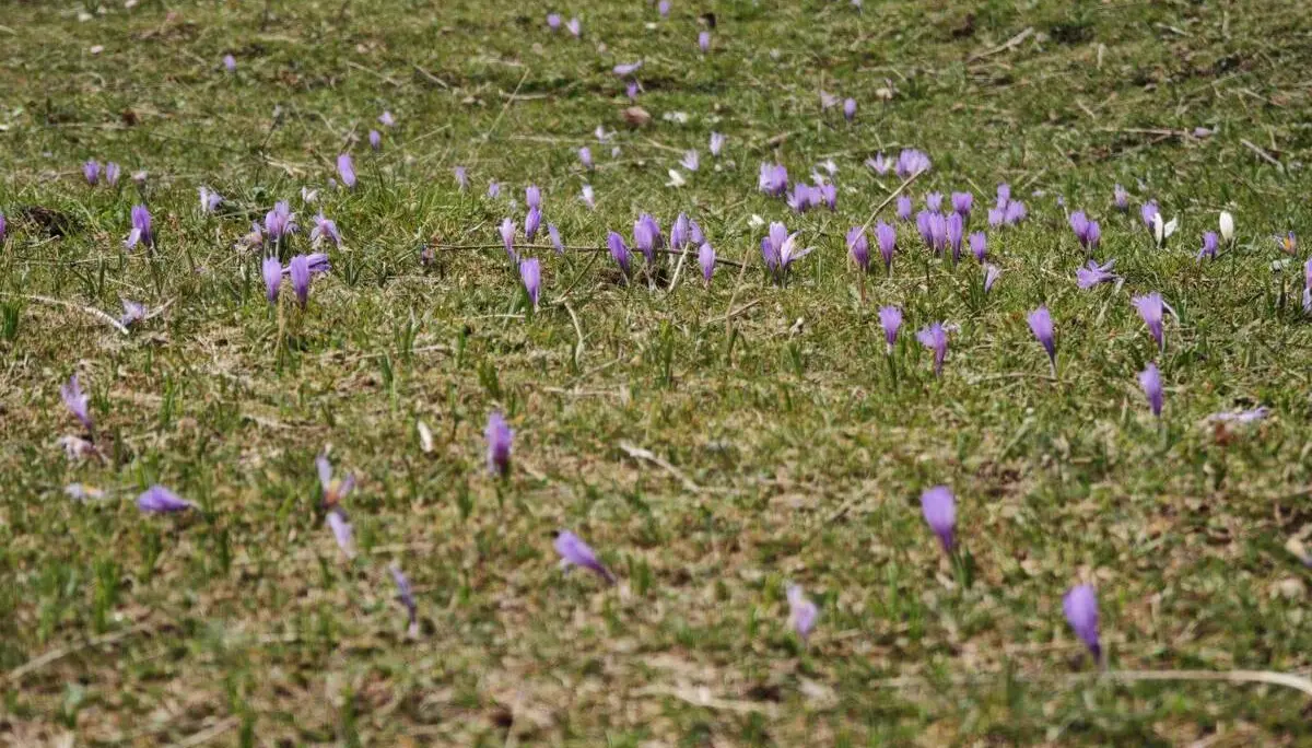 Vereinzelte violette Krokusse wachsen verstreut auf einer alpinen Wiese mit kurzem Gras, teils noch ungleichmäßig blühend. | © DAV Markt Schwaben/Erwin Matzinger