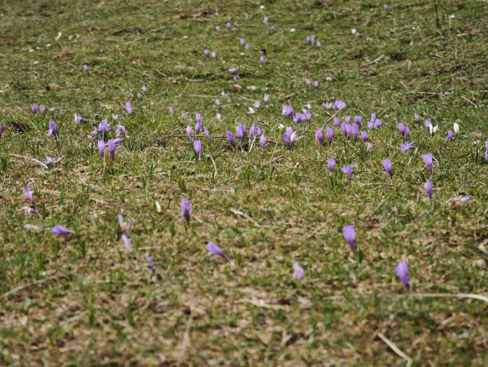 Vereinzelte violette Krokusse wachsen verstreut auf einer alpinen Wiese mit kurzem Gras, teils noch ungleichmäßig blühend. | © DAV Markt Schwaben/Erwin Matzinger