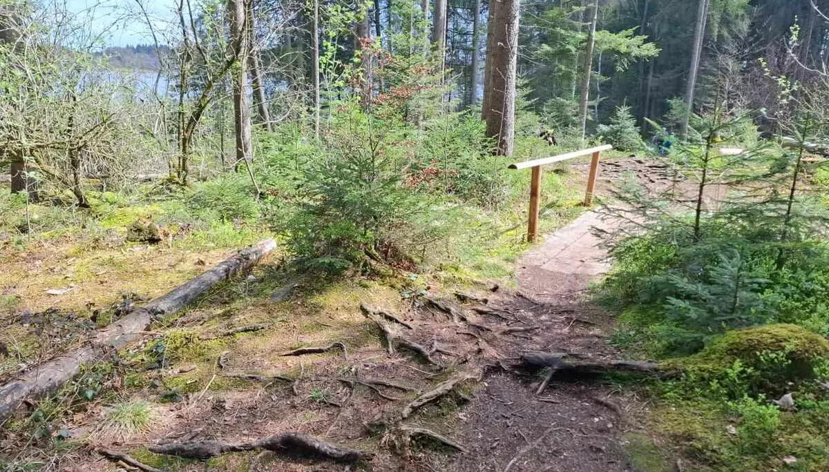 Schmaler, wurzeliger Waldweg mit Holzbrücke und Geländer führt durch lichten Mischwald; See schimmert zwischen den Bäumen. | © DAV Markt Schwaben/Rudolf Mandausch