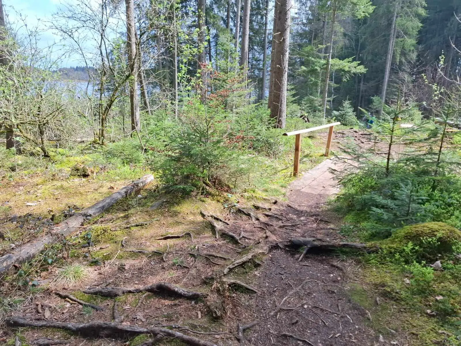 Schmaler, wurzeliger Waldweg mit Holzbrücke und Geländer führt durch lichten Mischwald; See schimmert zwischen den Bäumen. | © DAV Markt Schwaben/Rudolf Mandausch