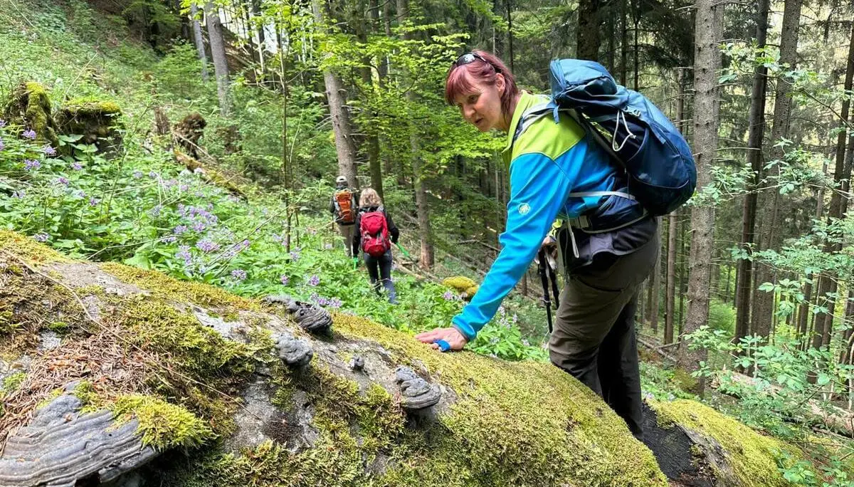 Wandernde Person berührt einen moosbewachsenen Baumstamm im Wald, im Hintergrund gehen weitere Personen zwischen frischem Grün und Blumen. | © DAV Markt Schwaben/Elke Kressirer