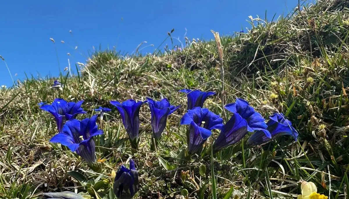 Mehrere tiefblaue Enzianblüten wachsen zwischen Gras und kleinen Pflanzen an einem sonnigen Hang unter klarem Himmel. | © DAV Markt Schwaben/Elke Kressirer