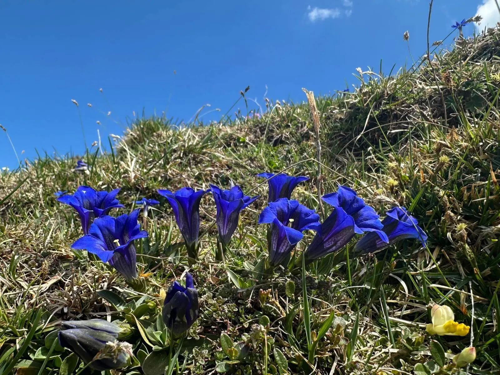 Mehrere tiefblaue Enzianblüten wachsen zwischen Gras und kleinen Pflanzen an einem sonnigen Hang unter klarem Himmel. | © DAV Markt Schwaben/Elke Kressirer