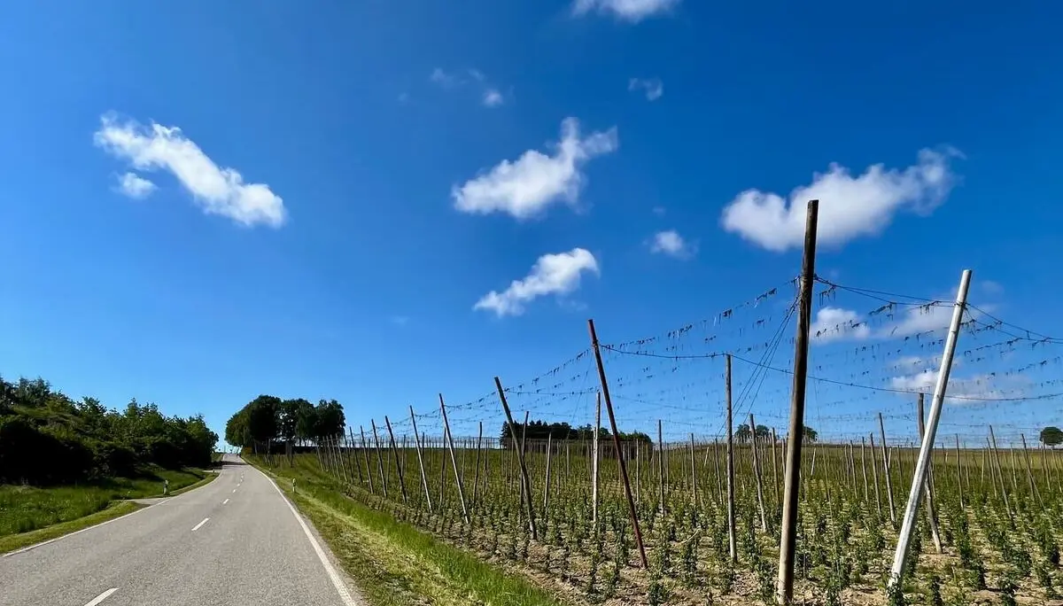 Schmale Asphaltstraße führt durch weite Hopfenfelder mit Holzstangen und Drähten; blauer Himmel mit wenigen Wolken über der Landschaft. | © DAV Markt Schwaben/Miron Thoms