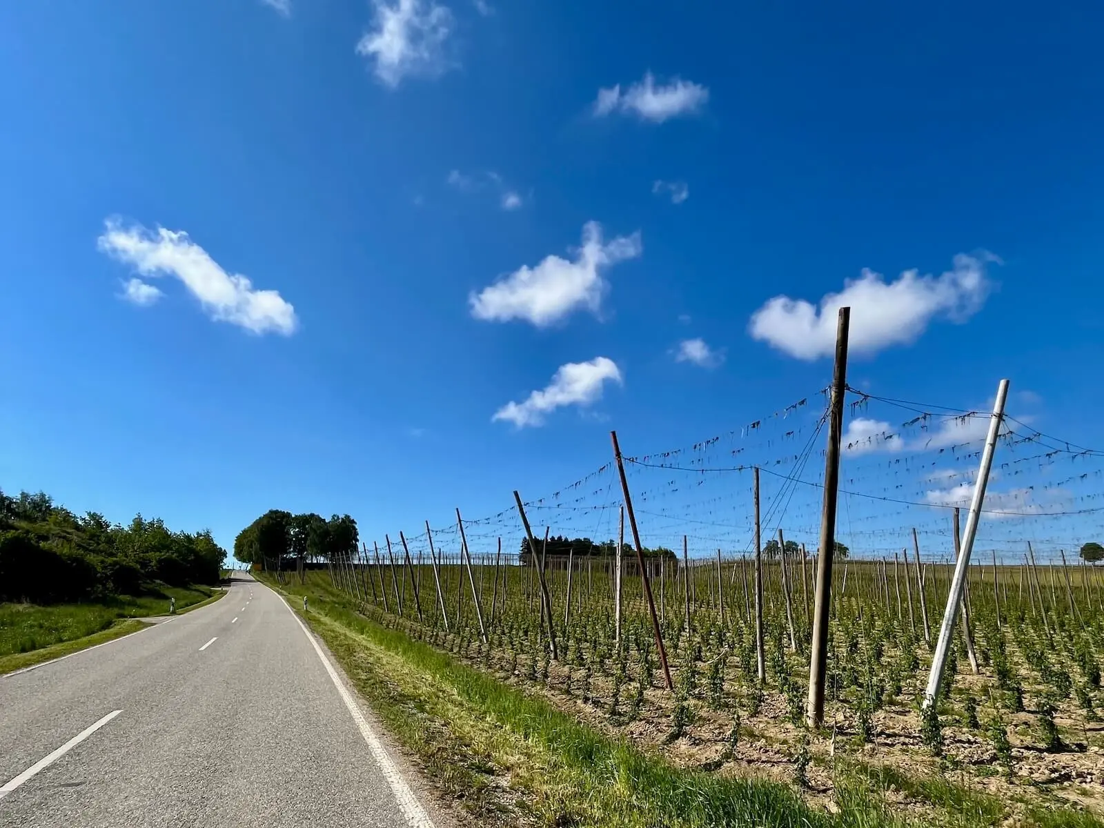 Schmale Asphaltstraße führt durch weite Hopfenfelder mit Holzstangen und Drähten; blauer Himmel mit wenigen Wolken über der Landschaft. | © DAV Markt Schwaben/Miron Thoms