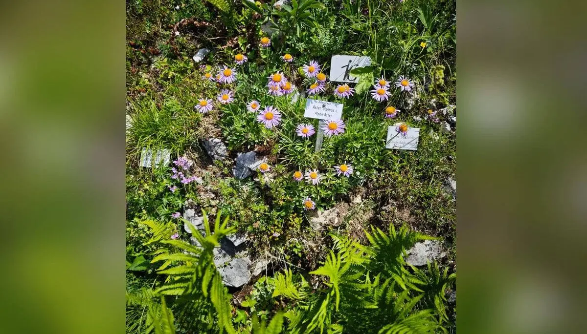 Blühende Alpenastern mit violetten Blüten wachsen zwischen Felsen im Alpengarten; Pflanzenschilder kennzeichnen die Arten. | © DAV Markt Schwaben / Erwin Matzinger