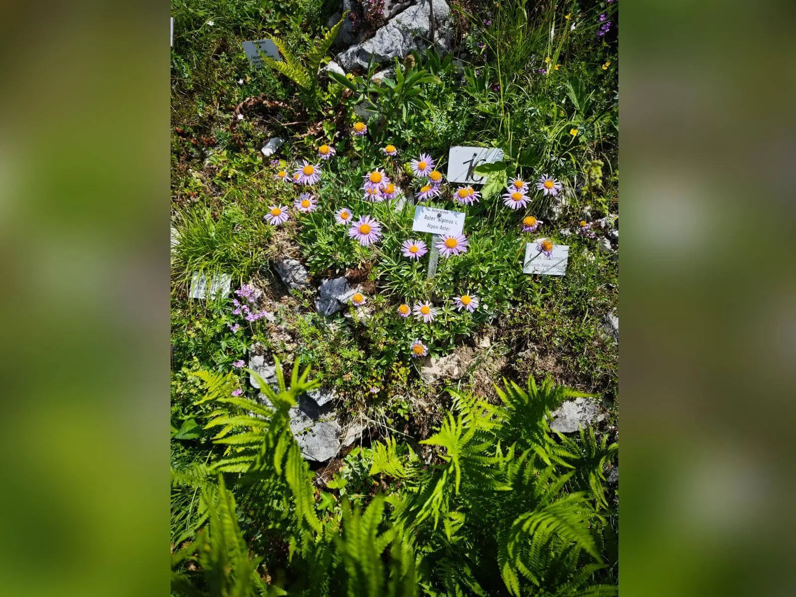Blühende Alpenastern mit violetten Blüten wachsen zwischen Felsen im Alpengarten; Pflanzenschilder kennzeichnen die Arten. | © DAV Markt Schwaben / Erwin Matzinger