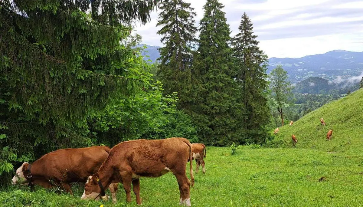 Mehrere Kühe grasen auf einer grünen Hangwiese am Waldrand; zwischen hohen Fichten öffnet sich der Blick ins Bergtal. | © DAV Markt Schwaben / Tanja Döhler