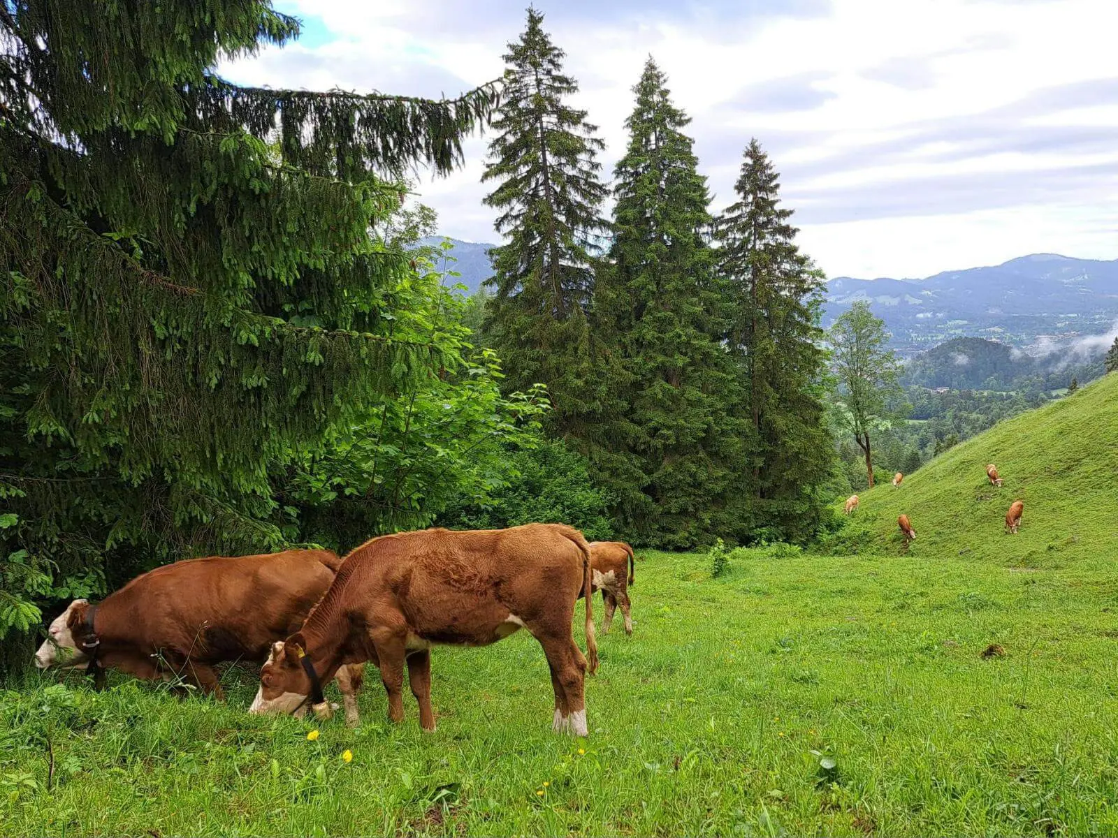 Mehrere Kühe grasen auf einer grünen Hangwiese am Waldrand; zwischen hohen Fichten öffnet sich der Blick ins Bergtal. | © DAV Markt Schwaben / Tanja Döhler