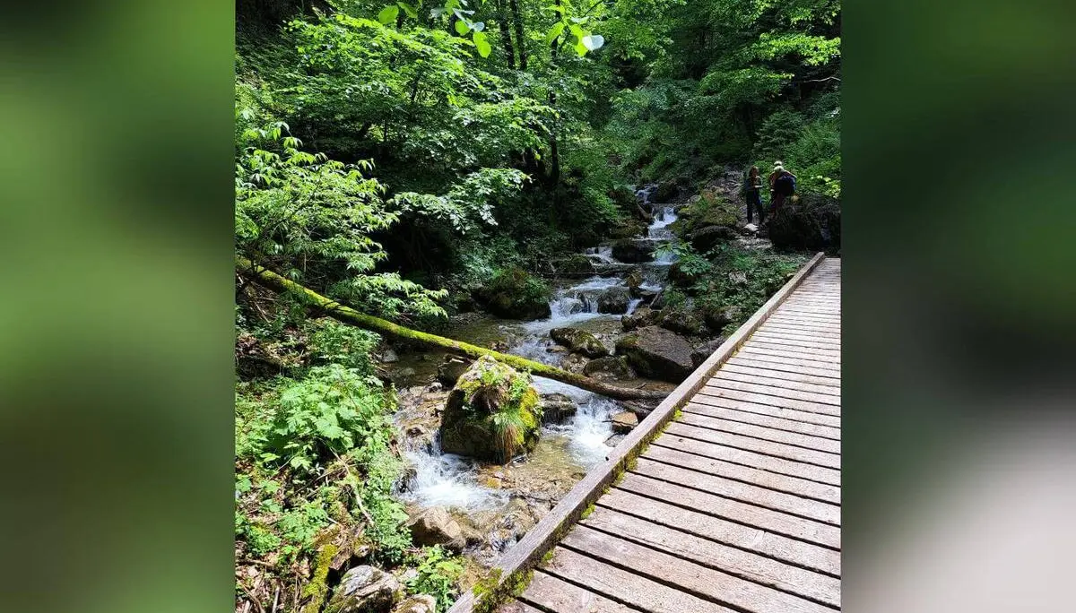 Ein Holzsteg verläuft entlang eines klaren Gebirgsbachs im dichten Wald; zwischen Felsen und Moos fließt das Wasser talwärts. | © DAV Markt Schwaben / Tanja Döhler