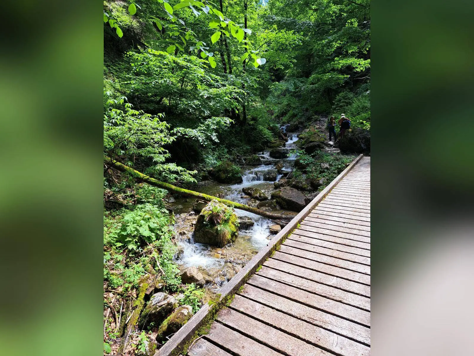 Ein Holzsteg verläuft entlang eines klaren Gebirgsbachs im dichten Wald; zwischen Felsen und Moos fließt das Wasser talwärts. | © DAV Markt Schwaben / Tanja Döhler