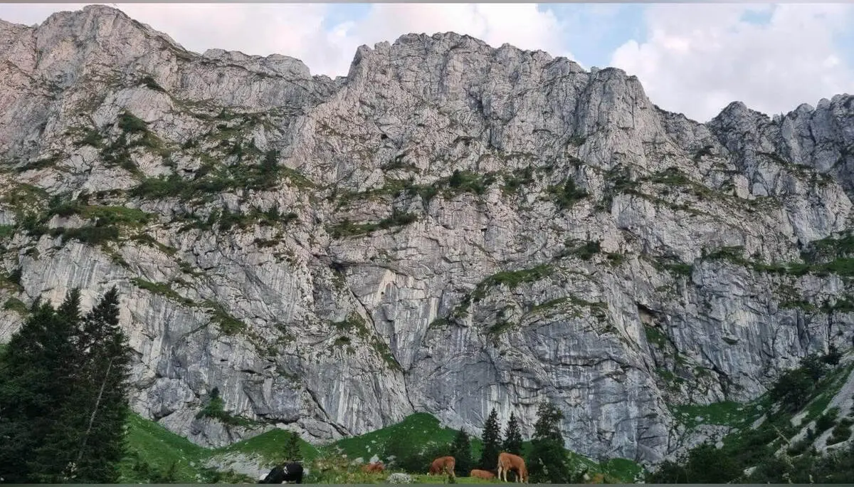 Steile Kalkfelsen der Benediktenwand ragen über einer Almwiese auf; davor grasen mehrere Kühe am Fuß der Wand. | © DAV Markt Schwaben