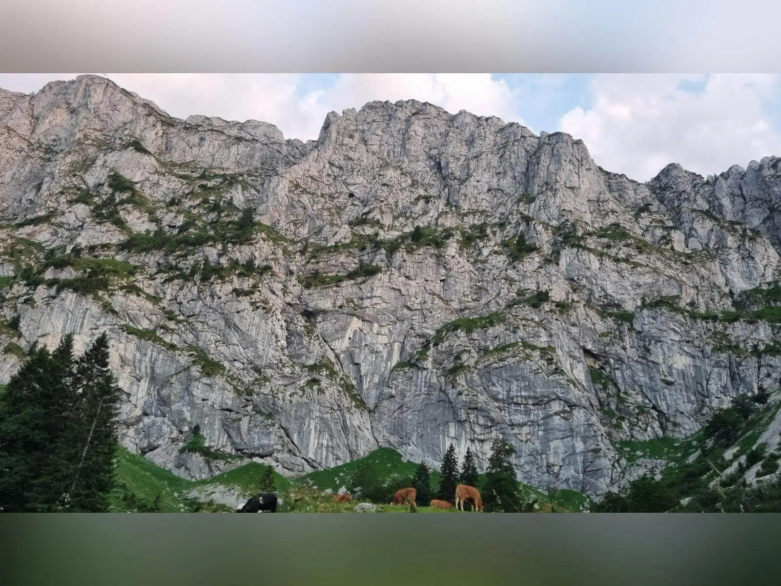 Steile Kalkfelsen der Benediktenwand ragen über einer Almwiese auf; davor grasen mehrere Kühe am Fuß der Wand. | © DAV Markt Schwaben