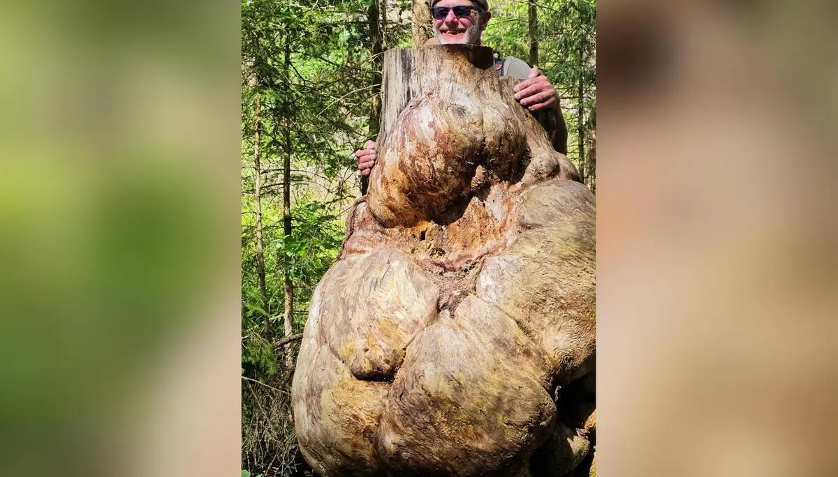 Eine Person steht hinter einem massiven, knorrig verwachsenen Baumstumpf im Wald. Der ungewöhnlich geformte Stamm dominiert das Bild zwischen dicht stehenden Bäumen. | © DAV Markt Schwaben/Lutz Gründel