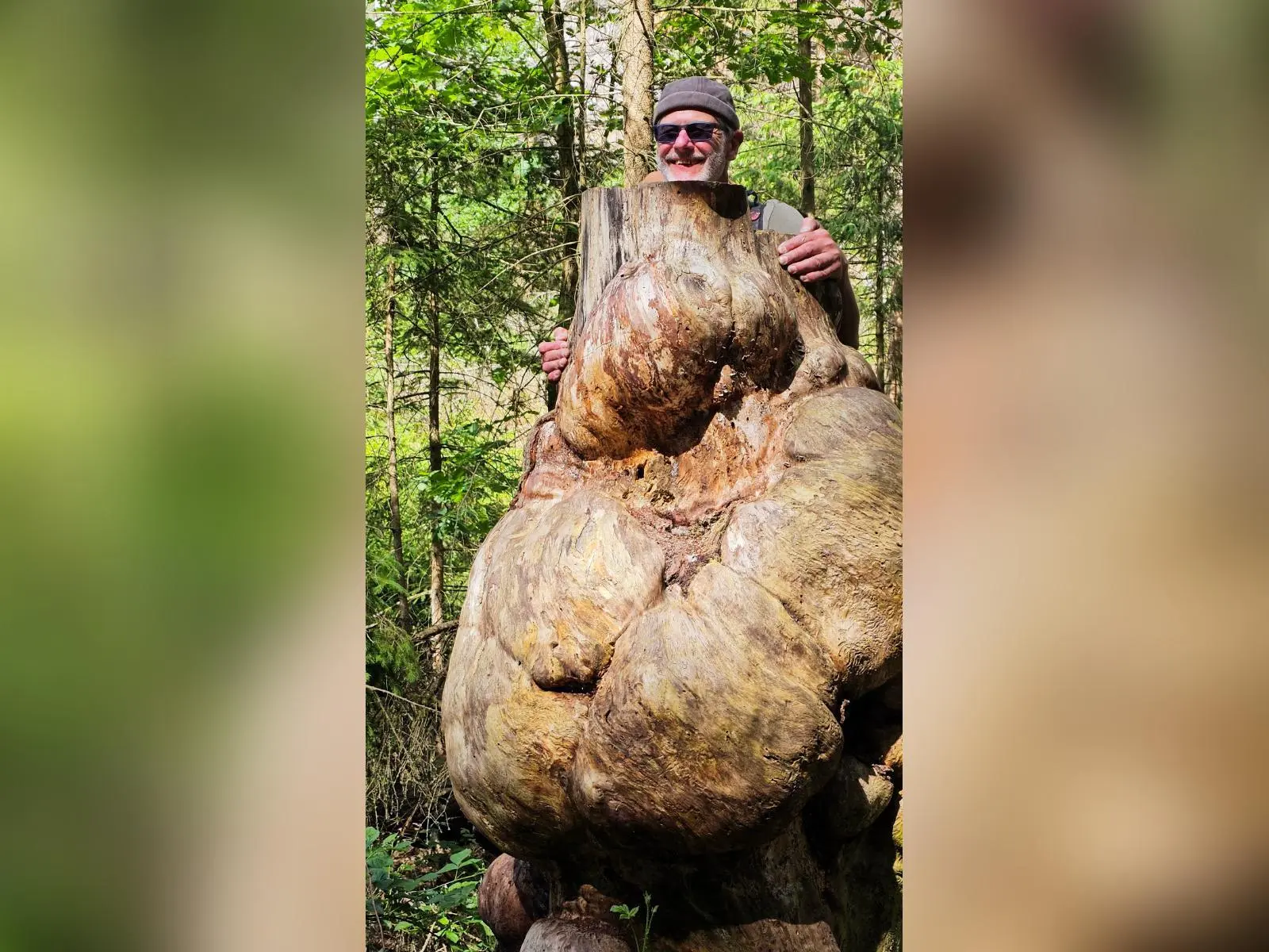 Eine Person steht hinter einem massiven, knorrig verwachsenen Baumstumpf im Wald. Der ungewöhnlich geformte Stamm dominiert das Bild zwischen dicht stehenden Bäumen. | © DAV Markt Schwaben/Lutz Gründel