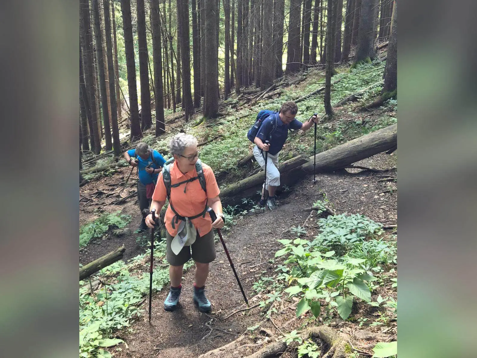 Drei Wandernde steigen mit Trekkingstöcken auf einem schmalen Waldpfad bergauf. Umgestürzte Baumstämme und hohe Nadelbäume säumen den Weg. | © DAV Markt Schwaben / Hubert Inhofer