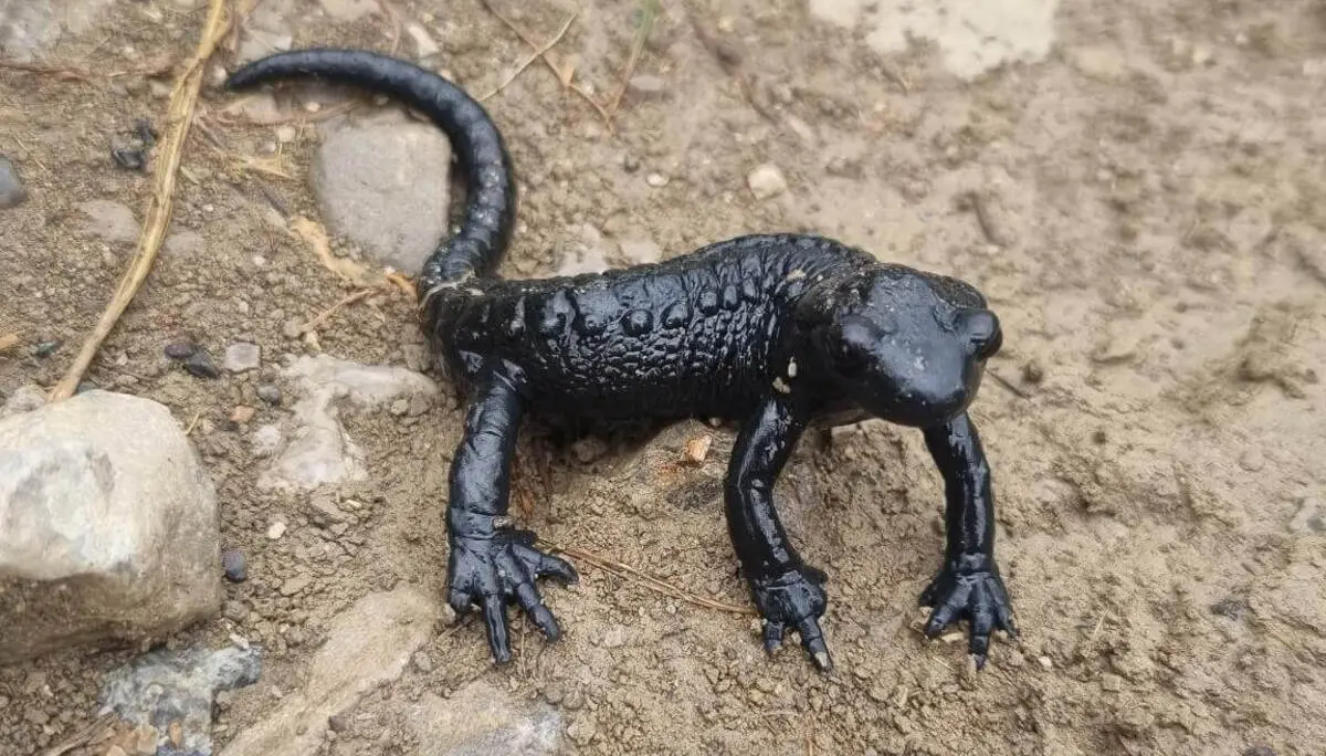 Ein schwarzer Alpensalamander kriecht über einen feuchten, steinigen Bergweg. Die glänzende Haut hebt sich deutlich vom hellen Untergrund ab. | © DAV Markt Schwaben / Silke Titze