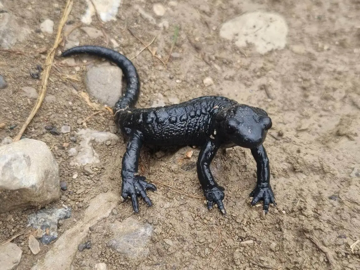 Ein schwarzer Alpensalamander kriecht über einen feuchten, steinigen Bergweg. Die glänzende Haut hebt sich deutlich vom hellen Untergrund ab. | © DAV Markt Schwaben / Silke Titze