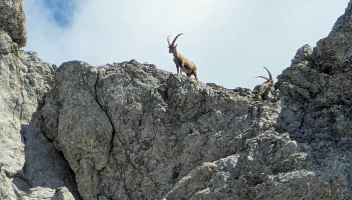 Zwei Steinböcke stehen auf einem zerklüfteten Felsgrat oberhalb einer steilen Kalkwand. Die gebogenen Hörner heben sich deutlich gegen den hellen Himmel ab. | © DAV Markt Schwaben/Michael Huber