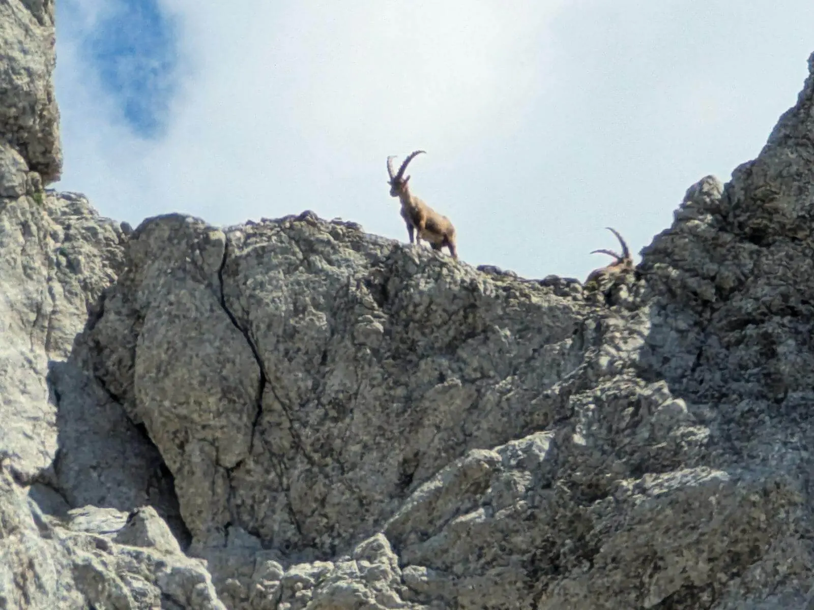 Zwei Steinböcke stehen auf einem zerklüfteten Felsgrat oberhalb einer steilen Kalkwand. Die gebogenen Hörner heben sich deutlich gegen den hellen Himmel ab. | © DAV Markt Schwaben/Michael Huber