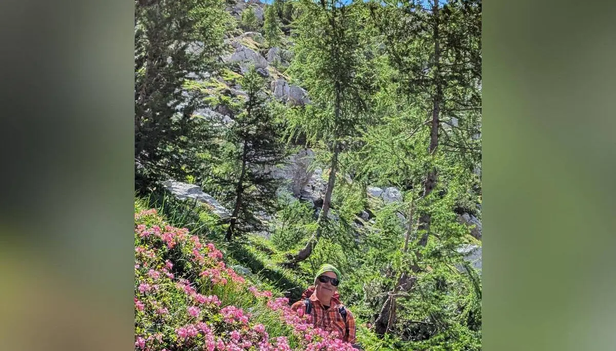 Eine Person steht zwischen blühenden rosa Alpenrosen auf einem Bergpfad. Dahinter wachsen Lärchen und Felsen an einem steilen Hang. | © DAV Markt Schwaben/Michael Huber