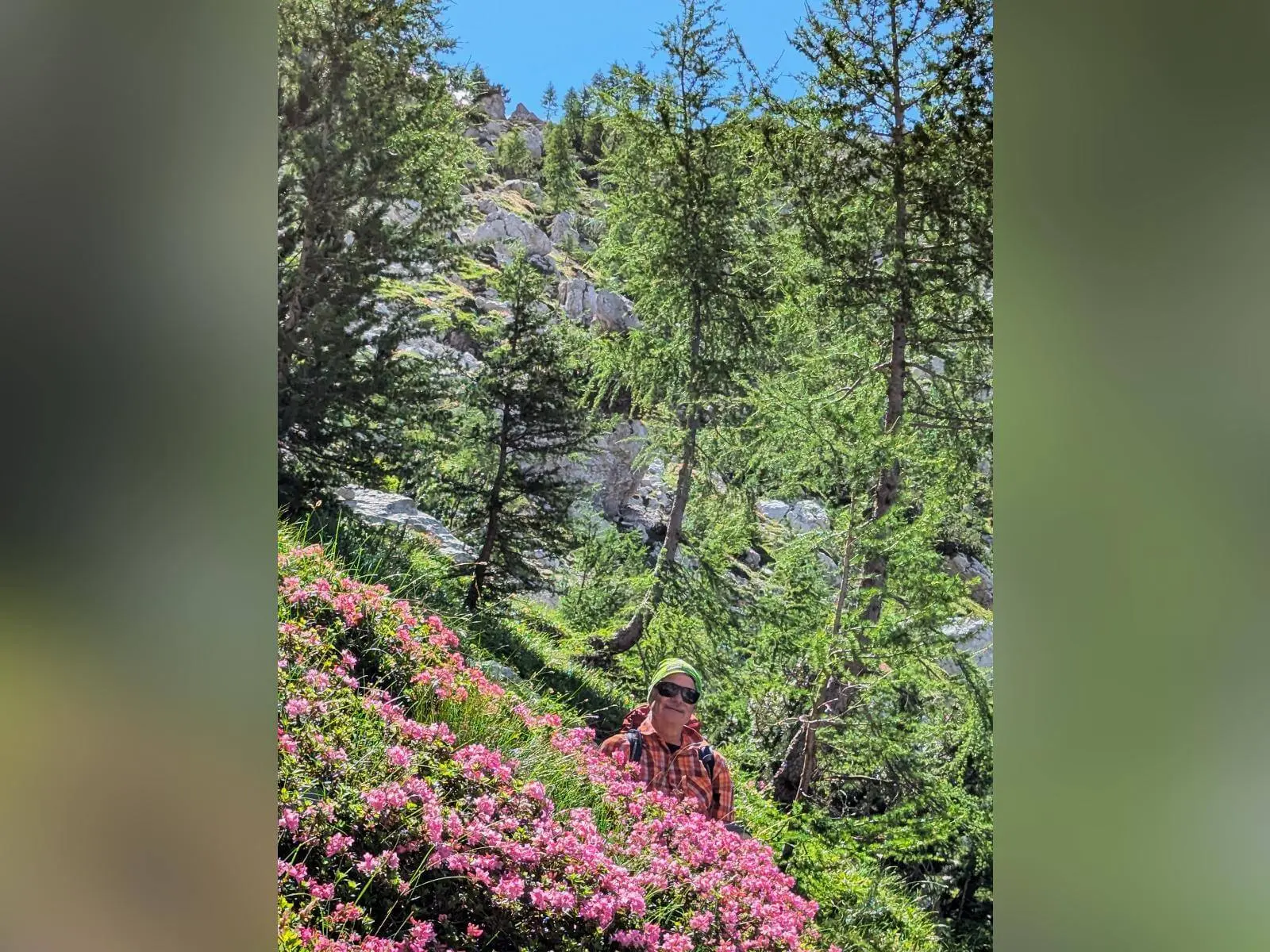 Eine Person steht zwischen blühenden rosa Alpenrosen auf einem Bergpfad. Dahinter wachsen Lärchen und Felsen an einem steilen Hang. | © DAV Markt Schwaben/Michael Huber