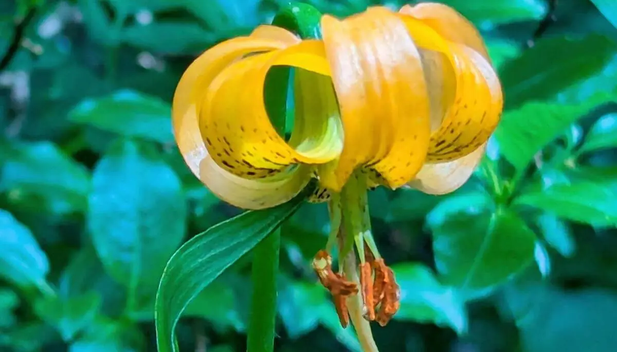 Nahaufnahme einer Krainer Lilie mit gelb-orangefarbenen, zurückgebogenen Blütenblättern vor dichtem grünem Laub im Hintergrund. | © DAV Markt Schwaben/Michael Huber