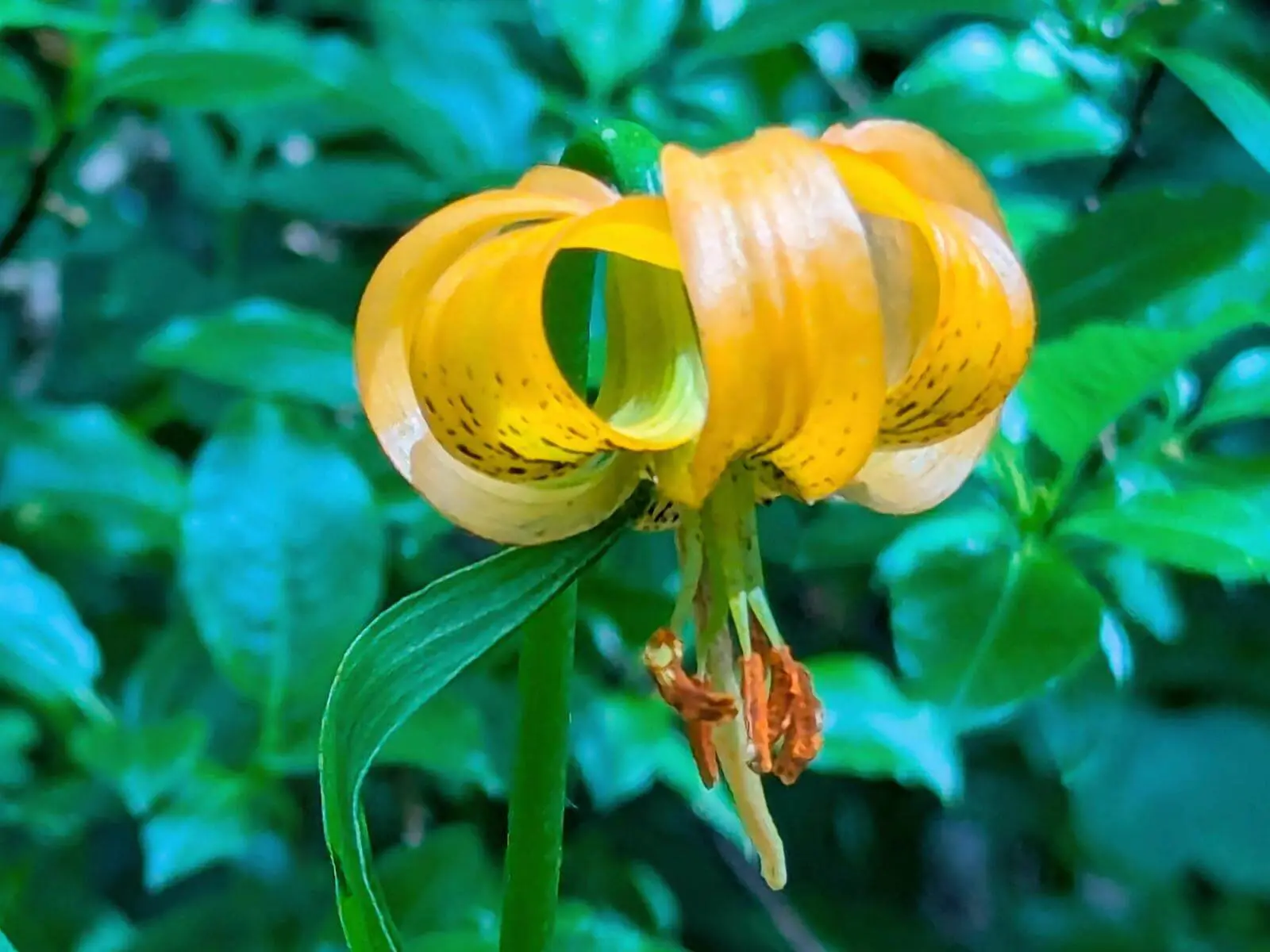 Nahaufnahme einer Krainer Lilie mit gelb-orangefarbenen, zurückgebogenen Blütenblättern vor dichtem grünem Laub im Hintergrund. | © DAV Markt Schwaben/Michael Huber