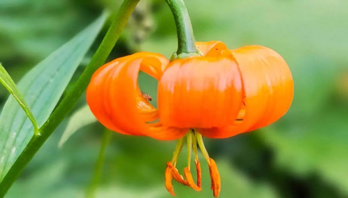 Nahaufnahme einer leuchtend orangefarbenen Krainer Lilie mit zurückgebogenen Blütenblättern vor unscharfem grünem Hintergrund. | © DAV Markt Schwaben/Lutz Gründel