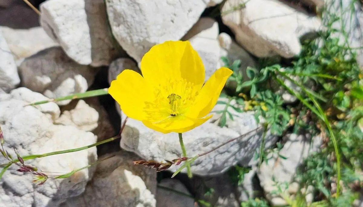 Leuchtend gelber Alpenmohn wächst zwischen hellen Kalksteinen. Die einzelne Blüte hebt sich deutlich vom felsigen Untergrund ab. | © DAV Markt Schwaben/Lutz Gründel