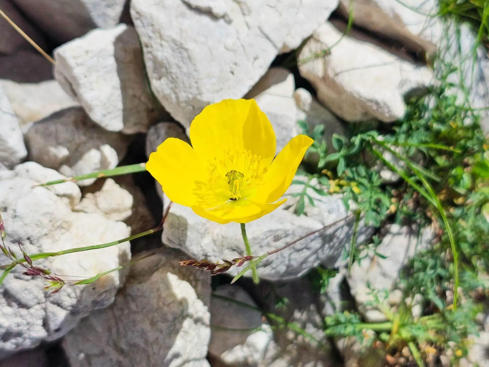 Leuchtend gelber Alpenmohn wächst zwischen hellen Kalksteinen. Die einzelne Blüte hebt sich deutlich vom felsigen Untergrund ab. | © DAV Markt Schwaben/Lutz Gründel