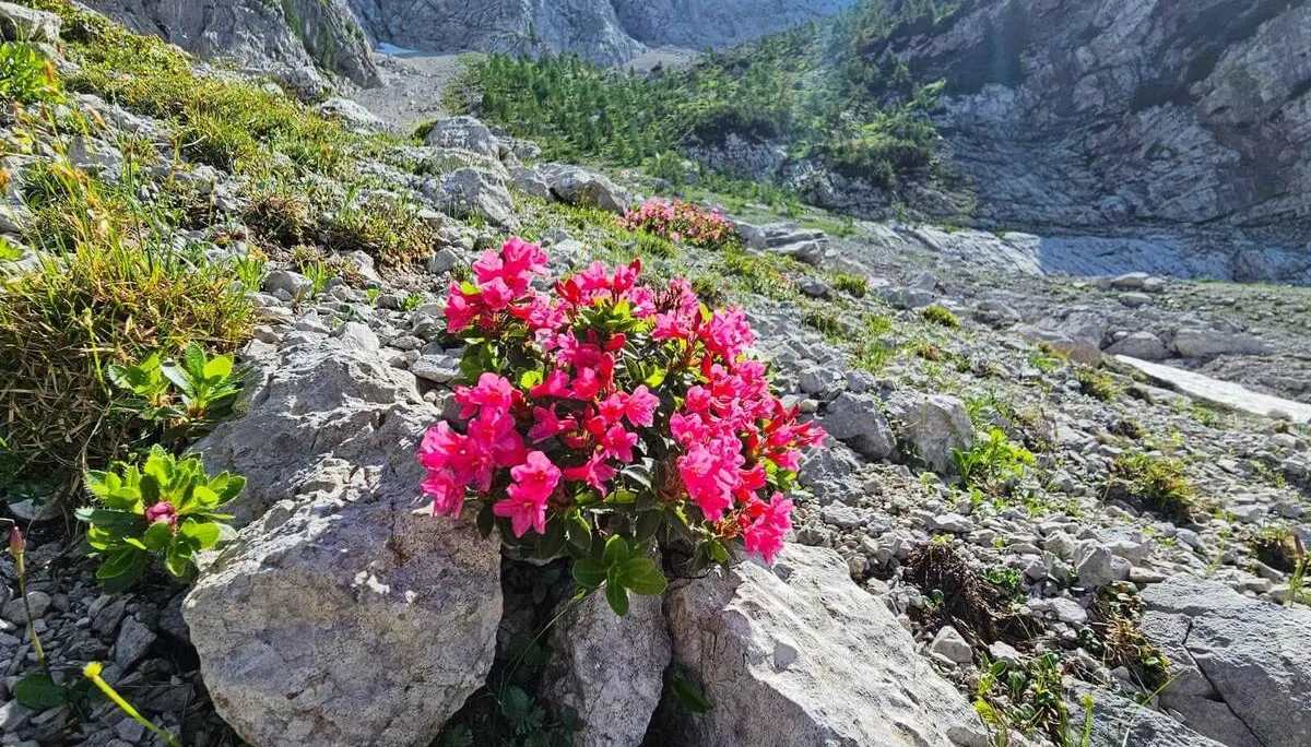 Leuchtend rosa Alpenrosen wachsen zwischen Kalksteinen im Vordergrund. Dahinter steigen Felswände und alpine Hänge zum Gebirgskessel an. | © DAV Markt Schwaben/Lutz Gründel