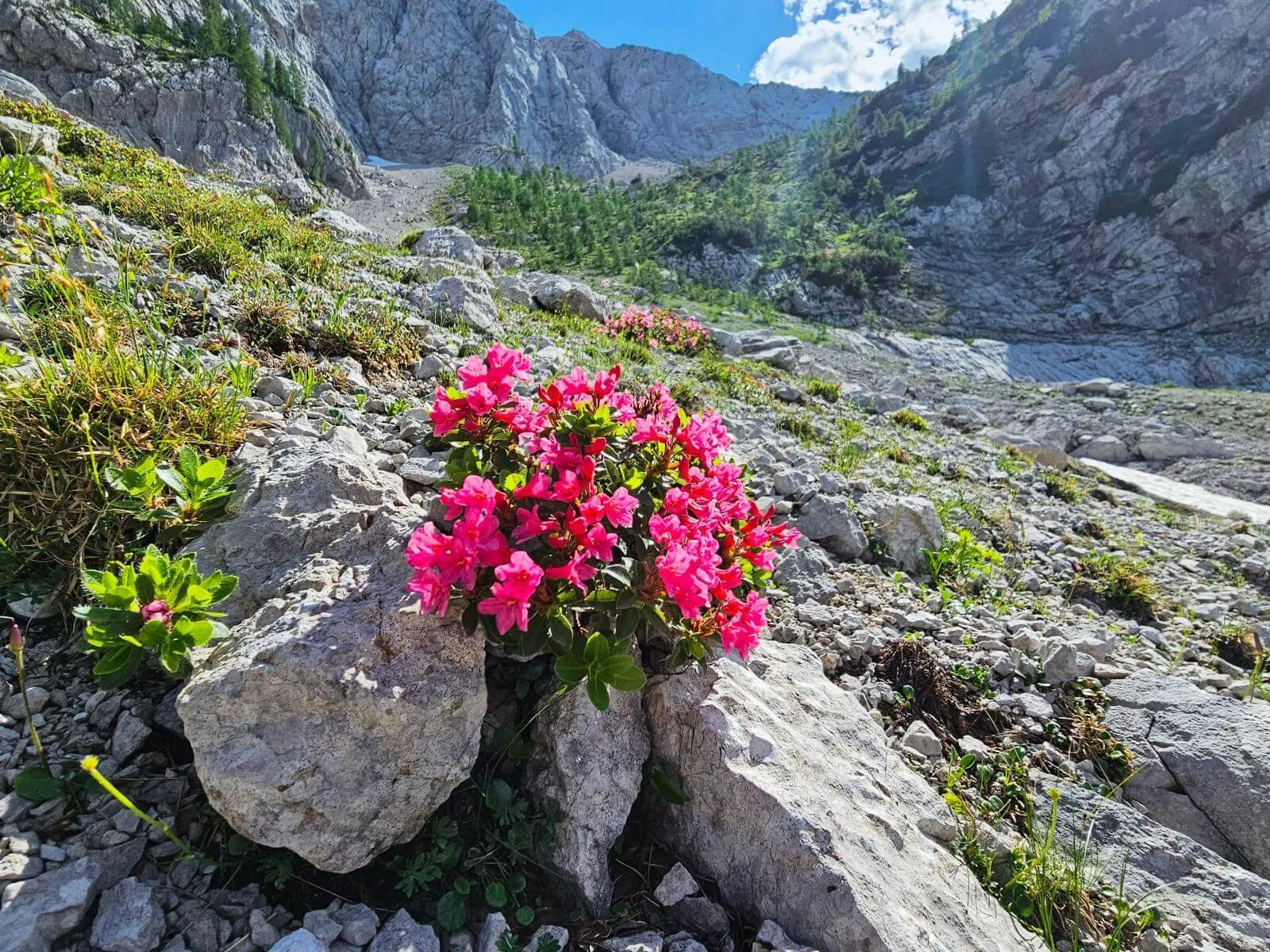 Leuchtend rosa Alpenrosen wachsen zwischen Kalksteinen im Vordergrund. Dahinter steigen Felswände und alpine Hänge zum Gebirgskessel an. | © DAV Markt Schwaben/Lutz Gründel