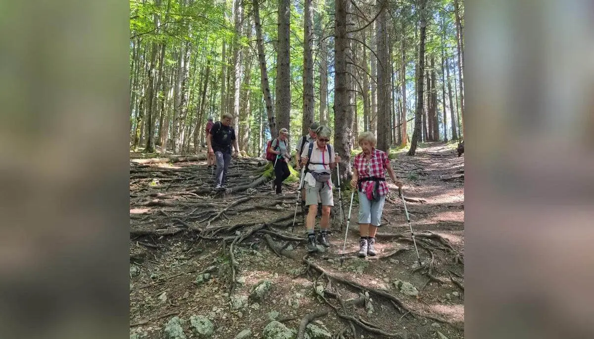 Wandergruppe steigt mit Trekkingstöcken auf einem steilen Waldweg über freiliegende Wurzeln und steinigen Untergrund bergab. | © DAV Markt Schwaben/Hubert Inhofer