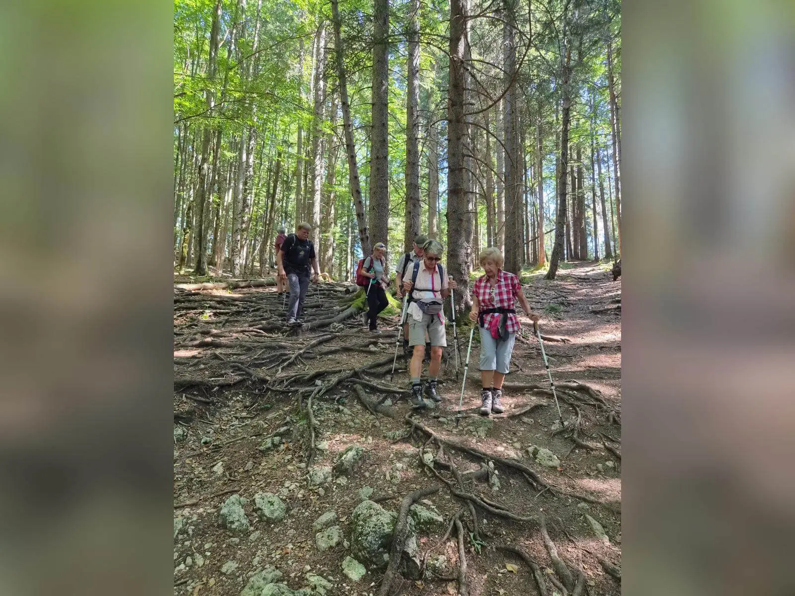 Wandergruppe steigt mit Trekkingstöcken auf einem steilen Waldweg über freiliegende Wurzeln und steinigen Untergrund bergab. | © DAV Markt Schwaben/Hubert Inhofer