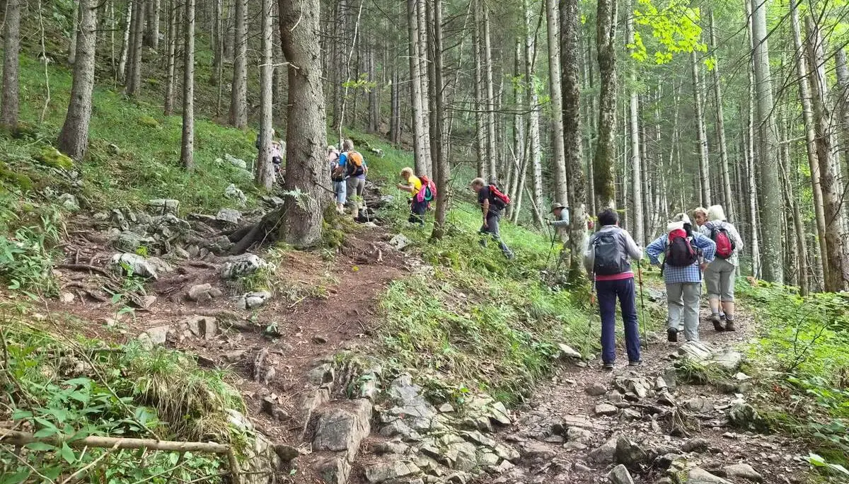 Eine Wandergruppe steigt auf einem steinigen Bergpfad durch dichten Nadelwald bergauf. Mehrere Personen nutzen Wanderstöcke. | © DAV Markt Schwaben/Hubert Inhofer