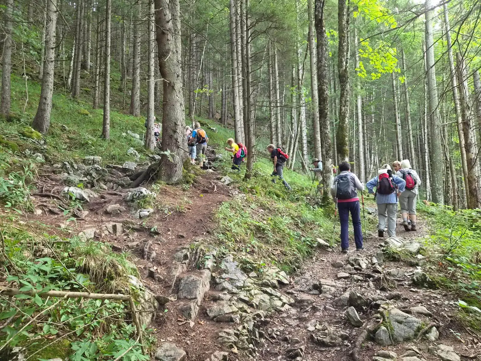 Eine Wandergruppe steigt auf einem steinigen Bergpfad durch dichten Nadelwald bergauf. Mehrere Personen nutzen Wanderstöcke. | © DAV Markt Schwaben/Hubert Inhofer
