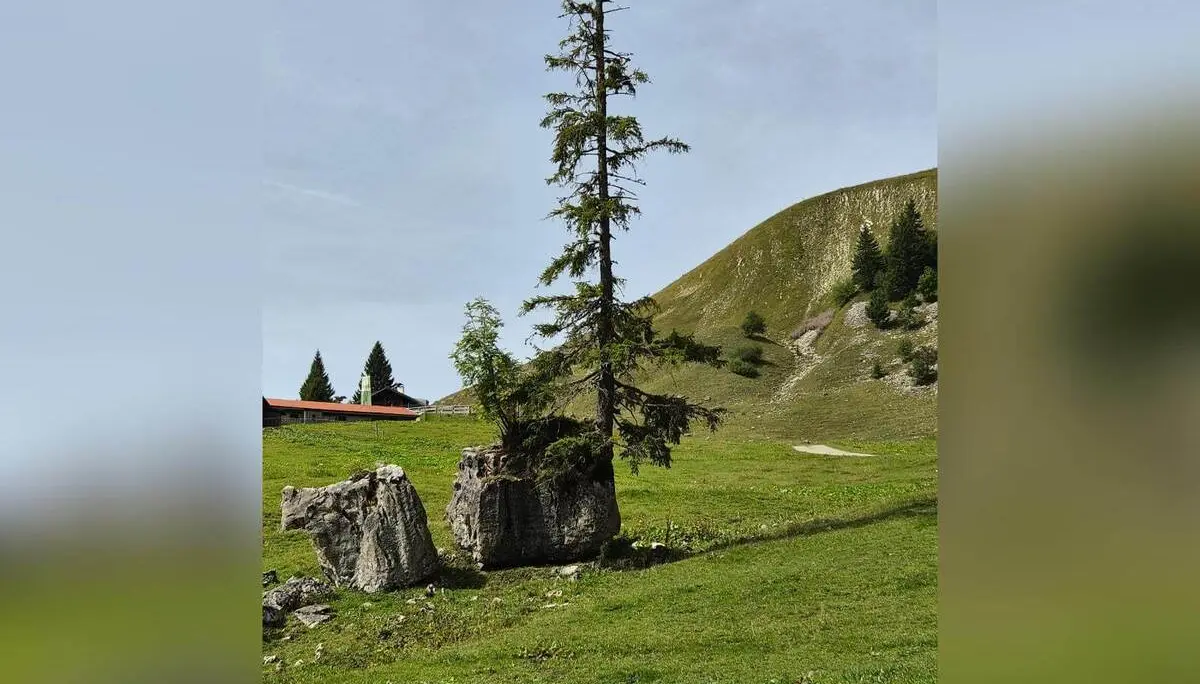 Ein einzelner Nadelbaum wächst auf einem großen Felsblock in einer Almwiese. Dahinter steigen grasbewachsene Berghänge mit lichten Baumgruppen an. | © DAV Markt Schwaben/Hubert Inhofer