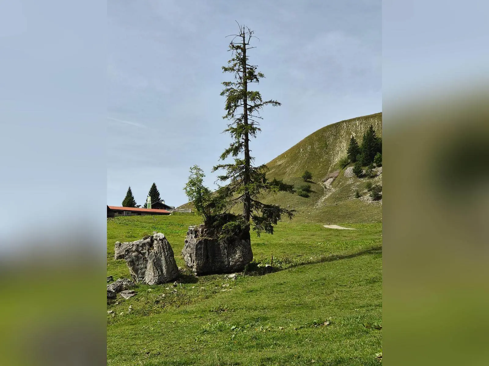 Ein einzelner Nadelbaum wächst auf einem großen Felsblock in einer Almwiese. Dahinter steigen grasbewachsene Berghänge mit lichten Baumgruppen an. | © DAV Markt Schwaben/Hubert Inhofer