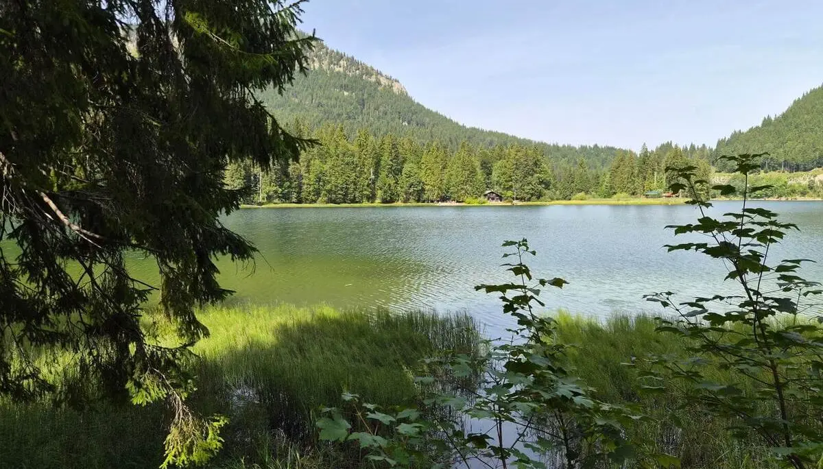 Blick durch Ufervegetation auf den Spitzingsee. Am gegenüberliegenden Ufer stehen dichte Nadelwälder vor den bewaldeten Berghängen. | © DAV Markt Schwaben/Hubert Inhofer