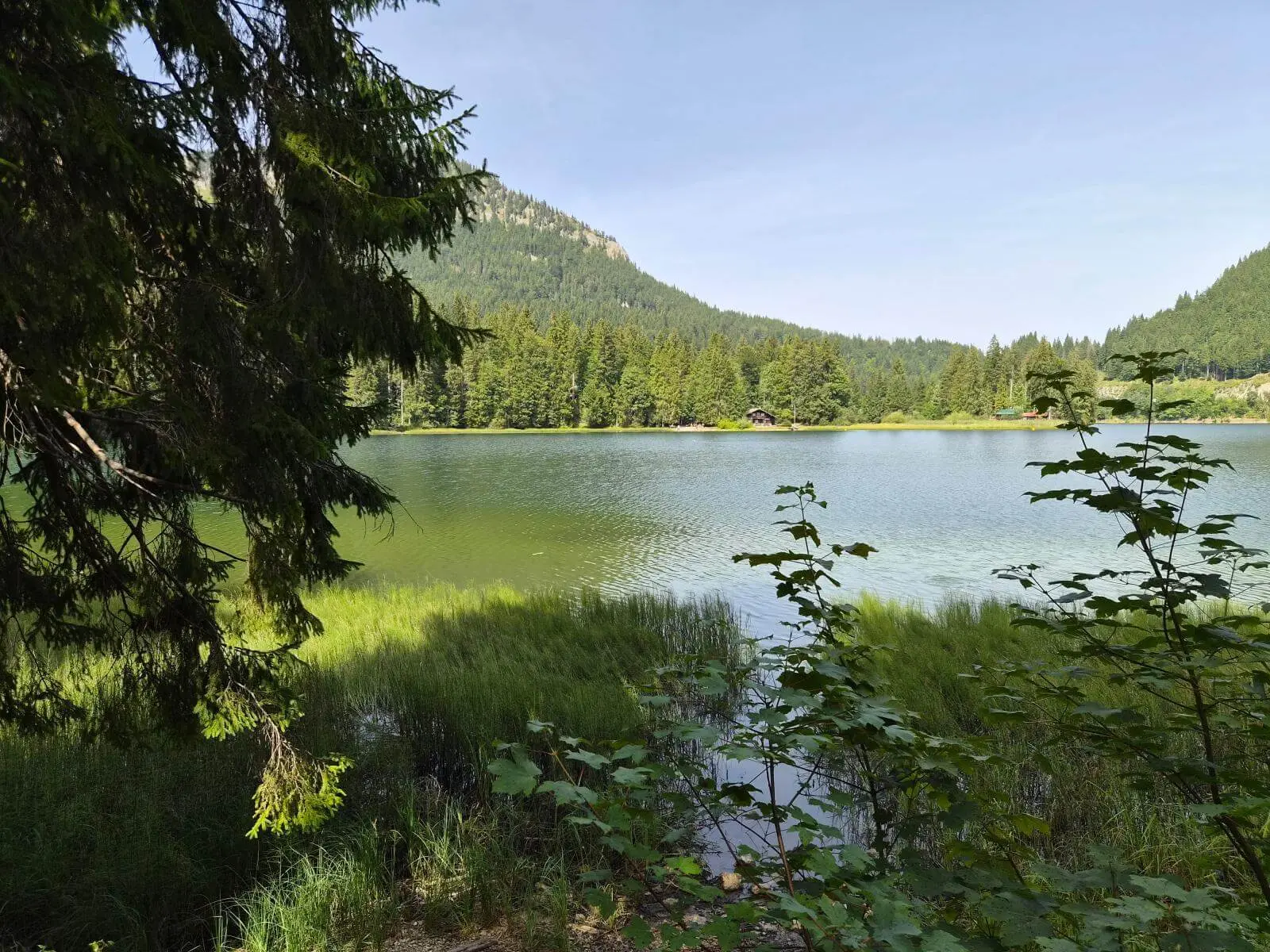 Blick durch Ufervegetation auf den Spitzingsee. Am gegenüberliegenden Ufer stehen dichte Nadelwälder vor den bewaldeten Berghängen. | © DAV Markt Schwaben/Hubert Inhofer
