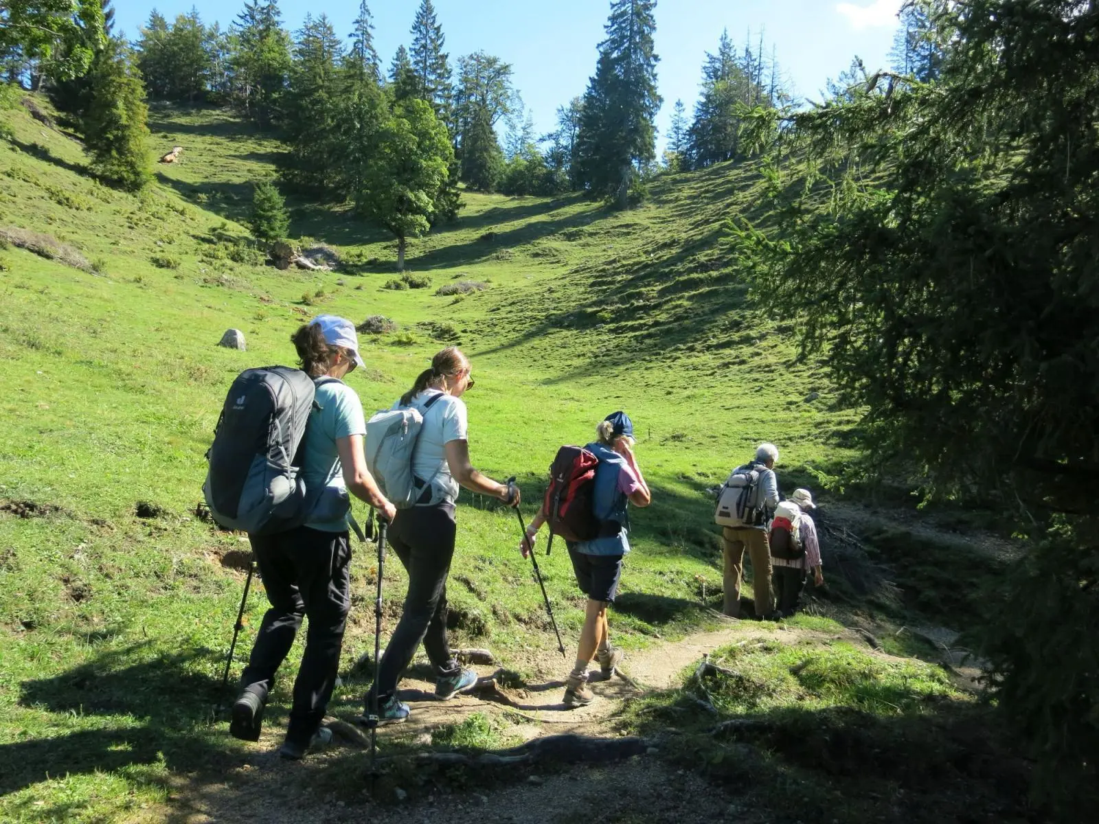Sechs Wandernde folgen einem schmalen Pfad durch eine sonnige Almwiese. Der Weg führt zwischen Wiesenhängen und einzelnen Nadelbäumen bergauf. | © DAV Markt Schwaben / Erwin Matzinger