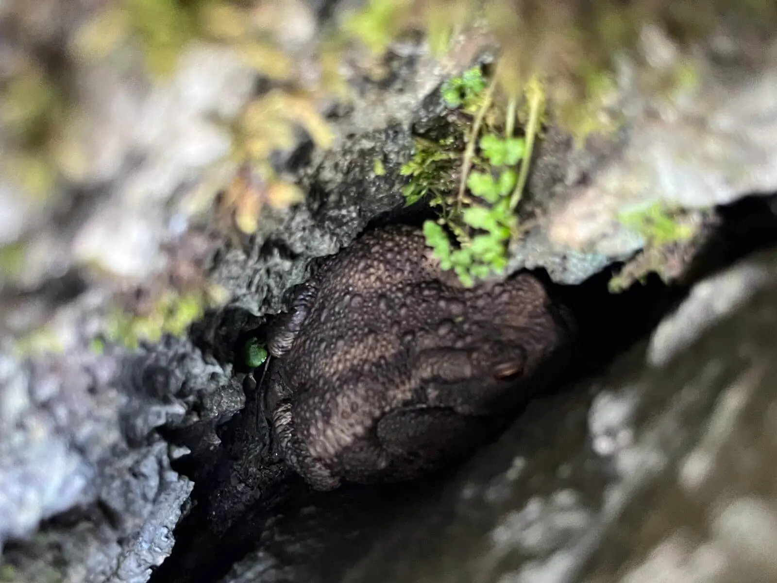 Eine braune Kröte sitzt verborgen in einer engen Felsspalte. Moos und kleine Farne umgeben das Tier im Klettergarten. | © DAV Markt Schwaben/Lara Wolff