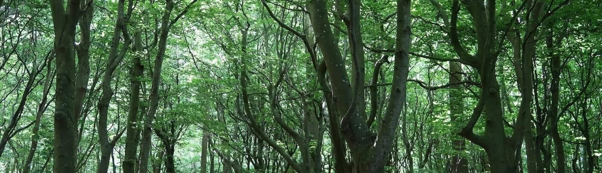 Sonnenstrahlen fallen durch hohe Bäume auf den Waldboden; grüne Blätter und trockene Erde im Vordergrund. | © Susanne Mayerl 2024